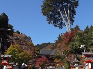 Các bậc thang lên đền Kurama