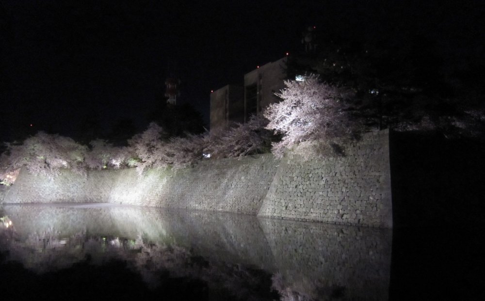 Illuminated Cherry blossoms in Fukui Castle ruins at night. The water in the moat reflects the cherry trees