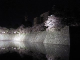 Illuminated Cherry blossoms in Fukui Castle ruins at night. The water in the moat reflects the cherry trees