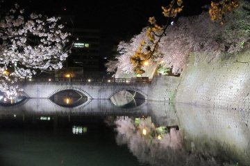 Combination of illuminated main bridge and cherry blossoms