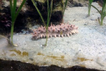 <p>A spiky sea slug creeps among the seaweed</p>