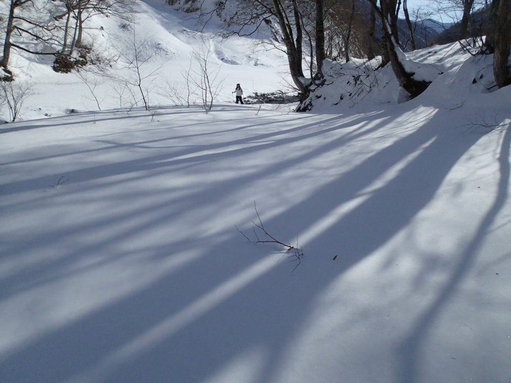 Shadows dance along the untouched snow