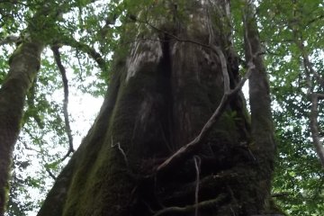 <p>The Sennensugi (thousand-year cedar)</p>