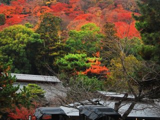 Le pousse-pousse est un moyen de transport traditionnel &agrave; Arashiyama