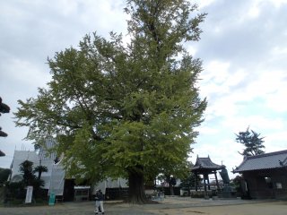樹齢およそ３００年といわれる木