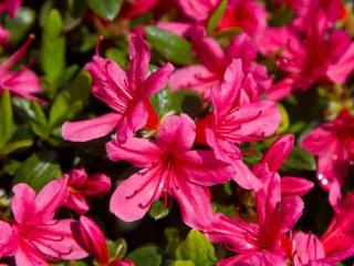 Cận cảnh hoa đỗ quyên màu hồng—một loài hoa xinh đẹp!