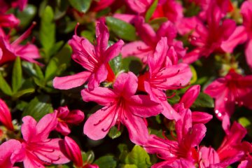 분홍색 진달래 클로즈업. 정말 사랑스러운 꽃이야!