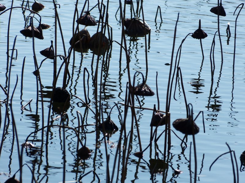 <p>Withered stalks of lotus</p>