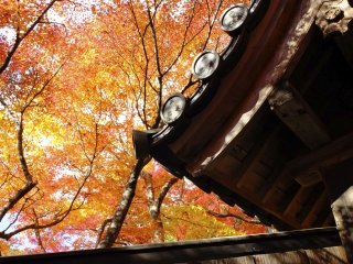 秋の寺院は本当に美しい