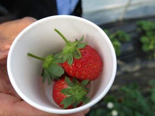 Just a few of the fresh picked strawberries that were exceptionally sweet