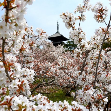 Templo Ninna-ji em Quioto