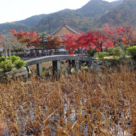 Musim gugur di Kuil Tenryu-ji, Kyoto