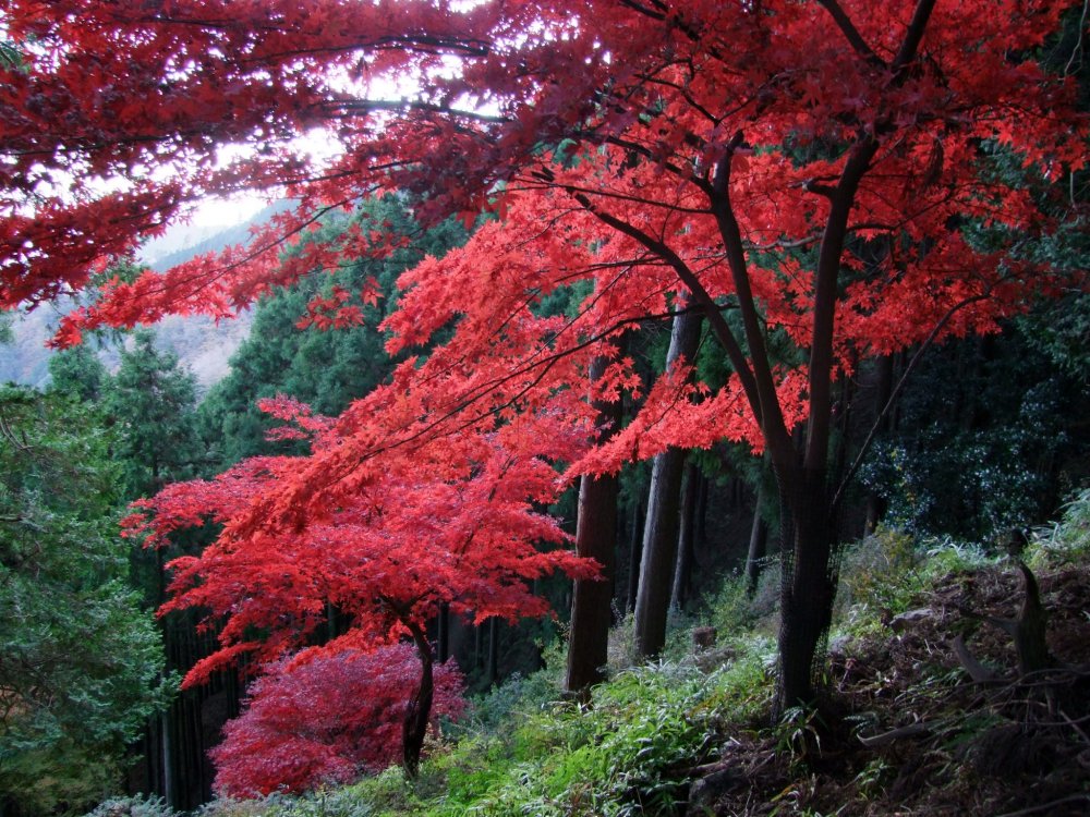 Leo núi ở Oyama đặc biệt đẹp vào mùa thu