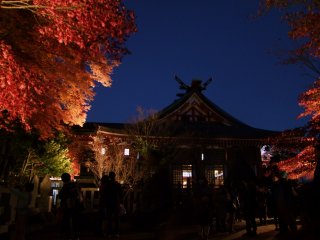 阿夫利神社の木々はこのシーズンだけ夜間ライトアップされる