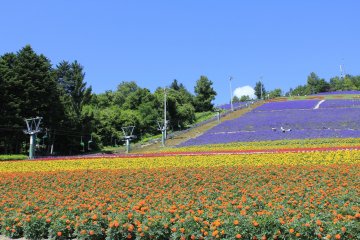 <p>มุมมองจากเบื้องล่างของ Choei Lavender Park</p>