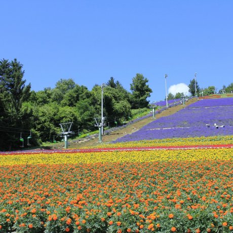 กระเช้าชมดอกไม้ Choei Lavender Park