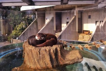A fancy home for otters