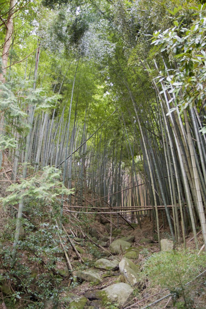 <p>Hear the clacking of a bamboo grove in the spring breeze near the trailhead</p>