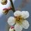 이하라야마(井原山)의 매화꽃