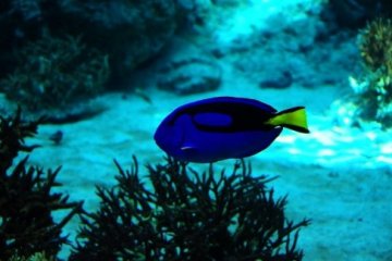 <p>Sea of Tropical Fish</p>