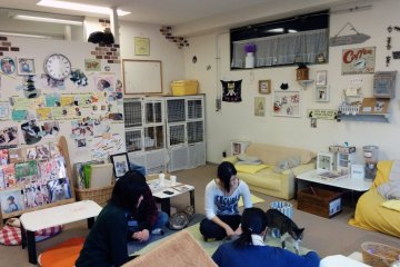 <p>A view of the intimate cat cafe.</p>