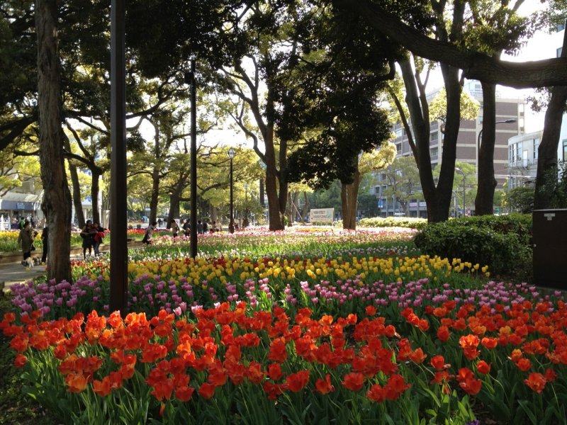 Flowers of Yokohama Park