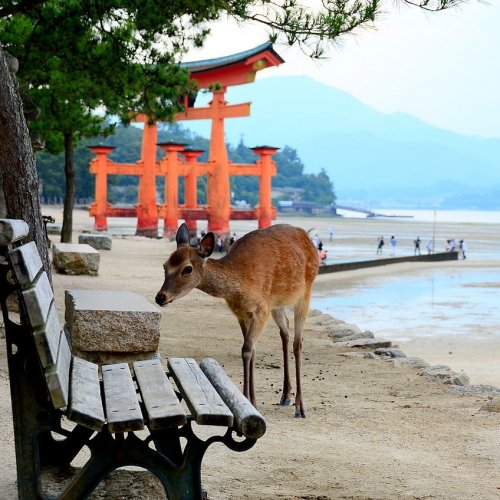 Deer Near the Torii Gate