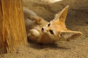 Playful fennec fox