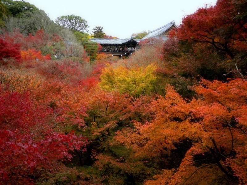 Tofukuji temple in autumn