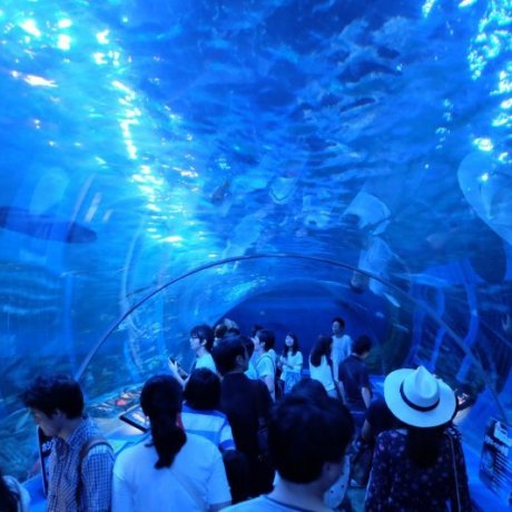 Shinagawa Aquarium